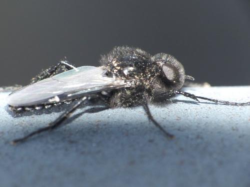 Réf. 282 036 : Bibio sp.